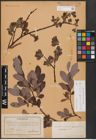 Foto von Salix aurita L. x Salix nigricans Sm. x Salix phylicifolia L.
